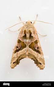 Attēlu rezultāti vaicājumam “Phlogophora meticulosa”