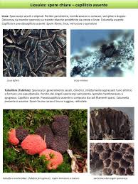 Attēlu rezultāti vaicājumam “Licea minima”