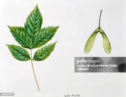 Attēlu rezultāti vaicājumam “Acer negundo fruit”