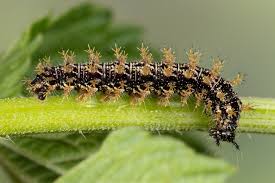 Attēlu rezultāti vaicājumam “Araschnia levana”