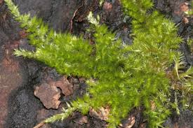 Attēlu rezultāti vaicājumam “Homalothecium sericeum”