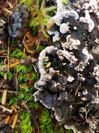 Attēlu rezultāti vaicājumam “Phellodon melaleucus”