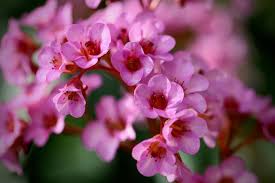 Image result for Bergenie