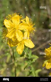Attēlu rezultāti vaicājumam “Hypericum maculatum flower”