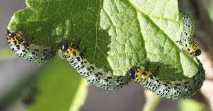 Attēlu rezultāti vaicājumam “Nematus ribesii larva”