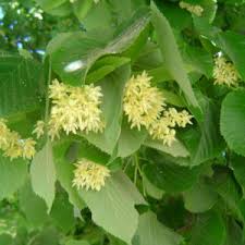 Attēlu rezultāti vaicājumam “Tilia x moltkei”