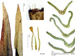 Attēlu rezultāti vaicājumam “Rhabdoweisia fugax”