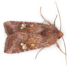 Attēlu rezultāti vaicājumam “Amphipoea”