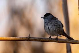 Attēlu rezultāti vaicājumam “Sylvia atricapilla”