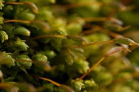 Attēlu rezultāti vaicājumam “Aulacomnium”