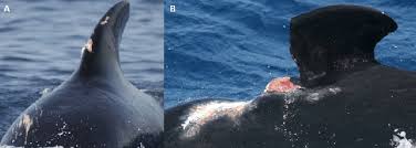 Image result for Globicephala melas