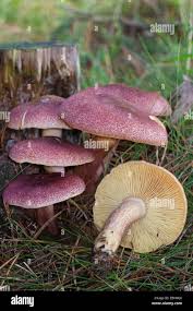 Attēlu rezultāti vaicājumam “Tricholomopsis rutilans”