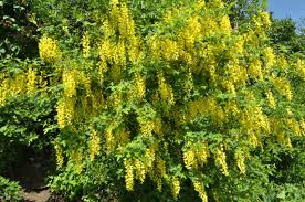 Attēlu rezultāti vaicājumam “Laburnum anagyroides flower”