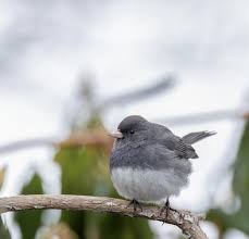 Image result for Junco hyemalis