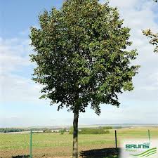 Attēlu rezultāti vaicājumam “Tilia platyphyllos subsp. cordifolia leaf”