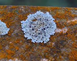 Attēlu rezultāti vaicājumam “Physcia aipolia”