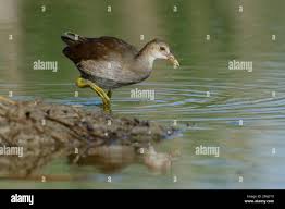 Attēlu rezultāti vaicājumam “Gallinula chloropus juvenile”