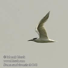 Attēlu rezultāti vaicājumam “Sterna sandvicensis”