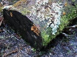 Attēlu rezultāti vaicājumam “Hypocrea rufa”