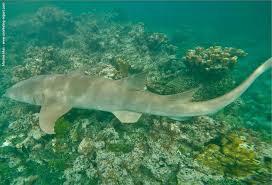 Image result for Nebrius ferrugineus