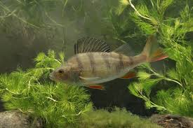 Attēlu rezultāti vaicājumam “Perca fluviatilis”