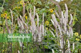 Image result for Silberkerze