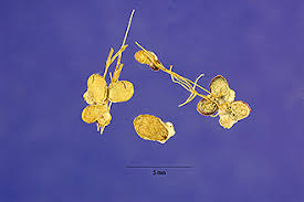 Attēlu rezultāti vaicājumam “Lemna gibba”