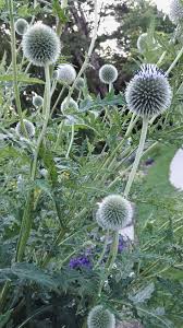 Attēlu rezultāti vaicājumam “Echinops sphaerocephalus leaf”