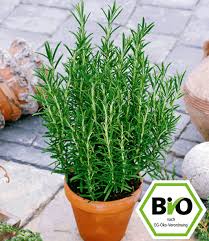 Image result for Rosmarin