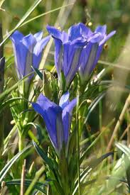 Attēlu rezultāti vaicājumam “Gentiana pneumonanthe”
