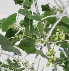 Attēlu rezultāti vaicājumam “Populus x lettland”