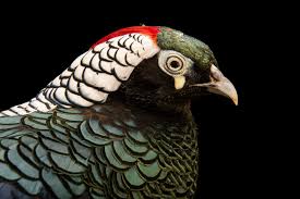 Image result for Chrysolophus amherstiae