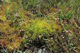 Attēlu rezultāti vaicājumam “Meesia triquetra”