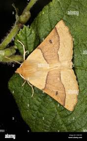 Attēlu rezultāti vaicājumam “Crocallis elinguaria imago”