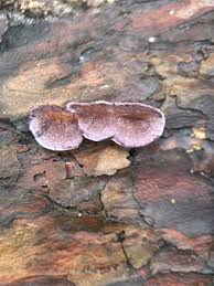 Attēlu rezultāti vaicājumam “Trichaptum abietinum”