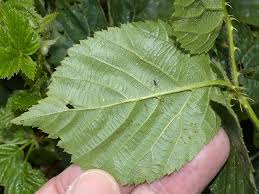 Attēlu rezultāti vaicājumam “Rubus plicatus”