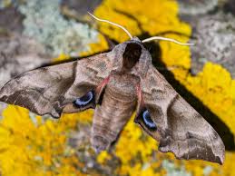 Attēlu rezultāti vaicājumam “Smerinthus ocellata”