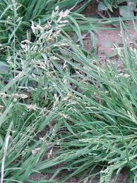 Attēlu rezultāti vaicājumam “Poa trivialis”