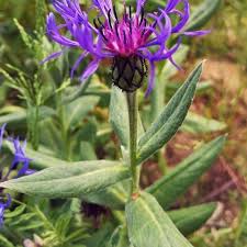 Attēlu rezultāti vaicājumam “Libanotis montana flower”
