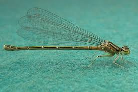 Attēlu rezultāti vaicājumam “Coenagrion armatum female”