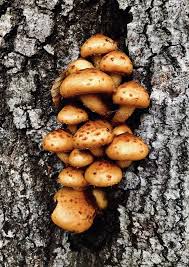 Attēlu rezultāti vaicājumam “Pholiota aurivella”