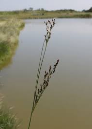 Attēlu rezultāti vaicājumam “Juncus alpinoarticulatus”