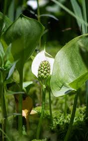 Attēlu rezultāti vaicājumam “Calla palustris flower”