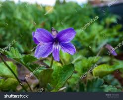 Attēlu rezultāti vaicājumam “Viola uliginosa leaf”