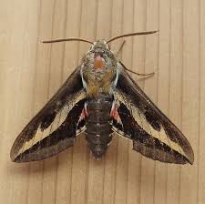 Attēlu rezultāti vaicājumam “Hyles gallii”