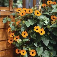 Image result for schwarzäugige Susanne