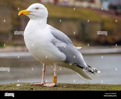 Attēlu rezultāti vaicājumam “Larus argentatus”
