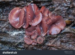 Attēlu rezultāti vaicājumam “Ascocoryne cylichnium”