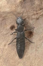 Billedresultat for rovbille