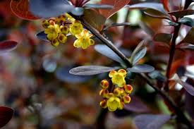 Attēlu rezultāti vaicājumam “Berberis thunbergii flower”